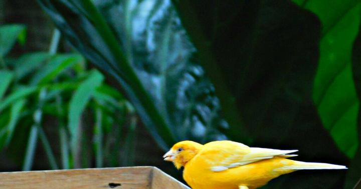 Тропические птицы Лиловошапочный расписной малюр