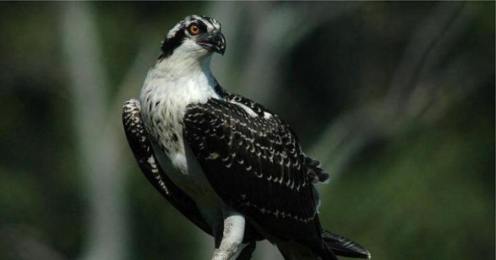 Osprey - a well-known fisherman