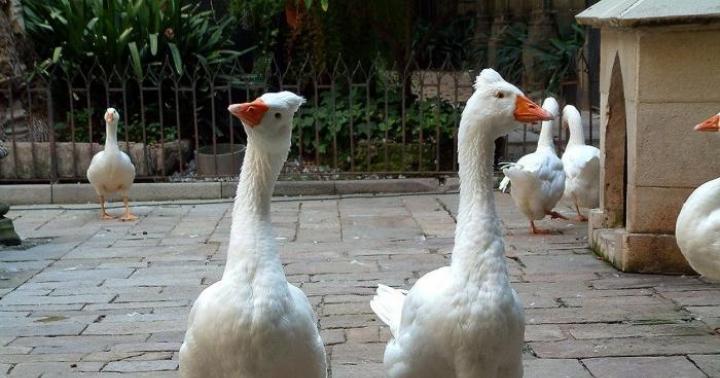 How geese saved Rome (ancient Roman legend) - Leo Tolstoy Which city was saved by geese