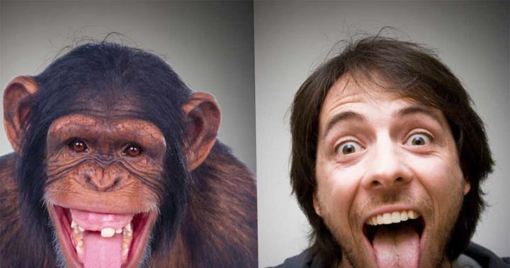 Similarities and differences between humans and apes What is the difference between a monkey and a human