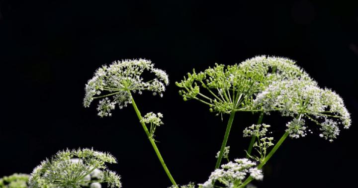 Hemlock herb - medicinal properties and contraindications