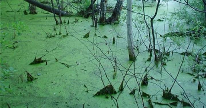 Why do you dream of a green swamp with mud?