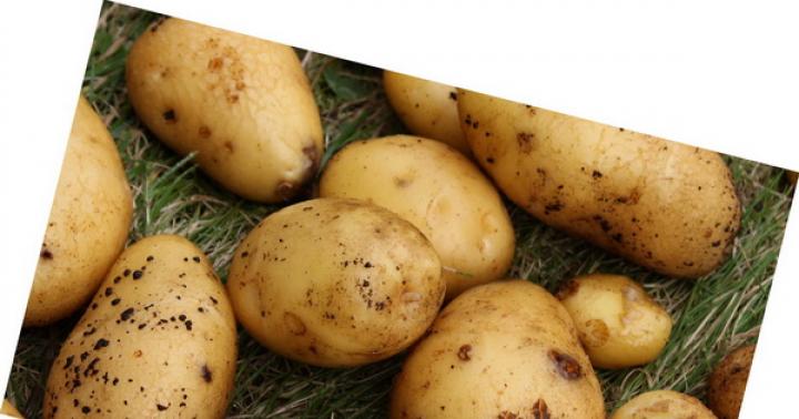 European pages in the history of the potato